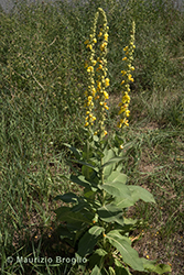 Immagine 2 di 9 - Verbascum phlomoides L.