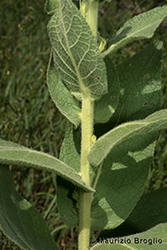 Immagine 3 di 9 - Verbascum phlomoides L.