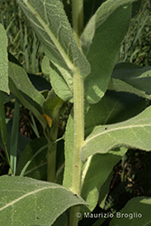 Immagine 4 di 9 - Verbascum phlomoides L.