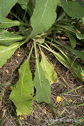 Immagine 5 di 9 - Verbascum phlomoides L.