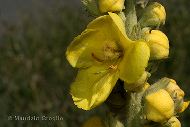 Immagine 6 di 9 - Verbascum phlomoides L.