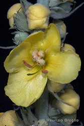 Immagine 7 di 9 - Verbascum phlomoides L.