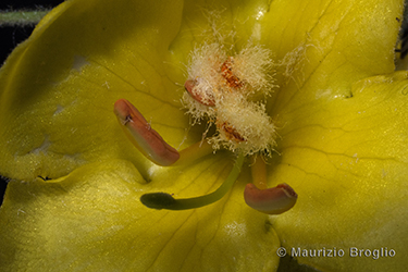 Immagine 8 di 9 - Verbascum phlomoides L.