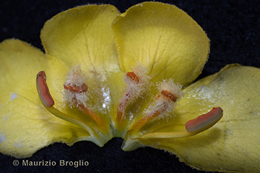 Immagine 9 di 9 - Verbascum phlomoides L.