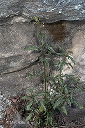 Immagine 1 di 9 - Scrophularia canina L.