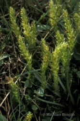 Immagine 2 di 3 - Selaginella selaginoides (L.) P. Beauv. ex Schrank & Mart.