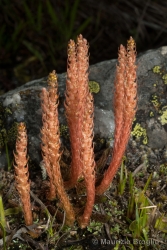 Immagine 3 di 3 - Selaginella selaginoides (L.) P. Beauv. ex Schrank & Mart.