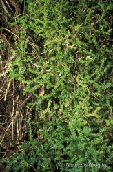 Immagine 1 di 4 - Selaginella helvetica (L.) Spring