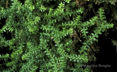 Immagine 2 di 4 - Selaginella helvetica (L.) Spring