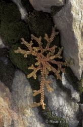 Immagine 4 di 4 - Selaginella helvetica (L.) Spring