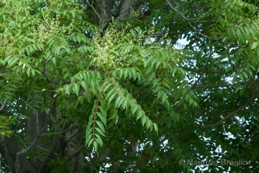 Immagine 1 di 4 - Ailanthus altissima (Mill.) Swingle