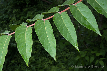 Immagine 2 di 4 - Ailanthus altissima (Mill.) Swingle