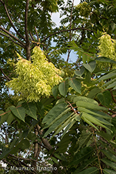 Immagine 3 di 4 - Ailanthus altissima (Mill.) Swingle