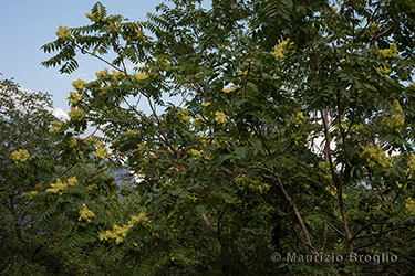 Immagine 4 di 4 - Ailanthus altissima (Mill.) Swingle