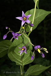 Immagine 2 di 7 - Solanum dulcamara L.