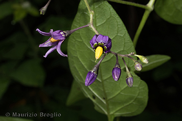 Immagine 3 di 7 - Solanum dulcamara L.