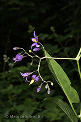 Immagine 4 di 7 - Solanum dulcamara L.
