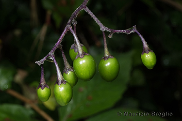 Immagine 5 di 7 - Solanum dulcamara L.