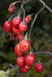 Immagine 7 di 7 - Solanum dulcamara L.