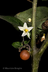 Immagine 1 di 9 - Solanum villosum Mill.