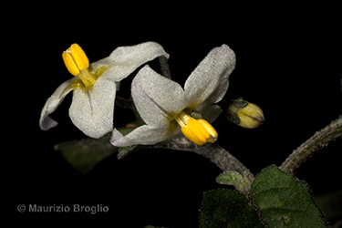 Immagine 3 di 9 - Solanum villosum Mill.