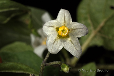 Immagine 4 di 9 - Solanum villosum Mill.