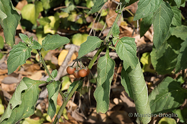 Immagine 6 di 9 - Solanum villosum Mill.