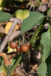 Immagine 7 di 9 - Solanum villosum Mill.