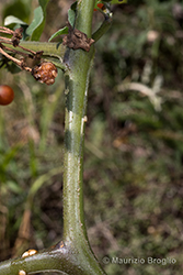 Immagine 8 di 9 - Solanum villosum Mill.