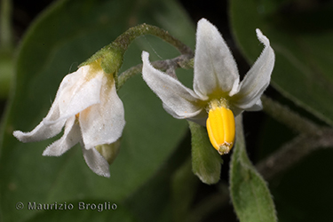 Immagine 4 di 7 - Solanum nigrum L.