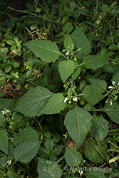 Immagine 5 di 7 - Solanum nigrum L.