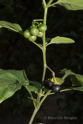 Immagine 6 di 7 - Solanum nigrum L.