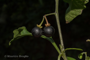 Immagine 7 di 7 - Solanum nigrum L.