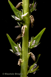 Immagine 10 di 10 - Myricaria germanica (L.) Desv.