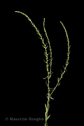 Immagine 1 di 4 - Thymelaea passerina (L.) Coss. & Germ.