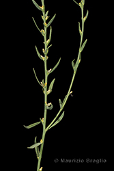 Immagine 2 di 4 - Thymelaea passerina (L.) Coss. & Germ.