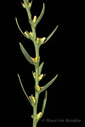 Immagine 3 di 4 - Thymelaea passerina (L.) Coss. & Germ.