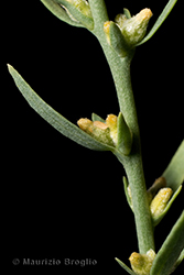 Immagine 4 di 4 - Thymelaea passerina (L.) Coss. & Germ.