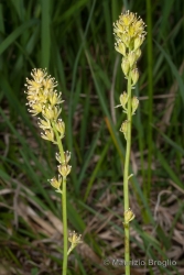 Immagine 2 di 3 - Tofieldia calyculata (L.) Wahlenb.