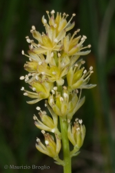 Immagine 3 di 3 - Tofieldia calyculata (L.) Wahlenb.