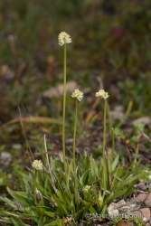 Immagine 1 di 3 - Tofieldia pusilla (Michx.) Pers.