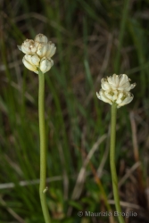 Immagine 2 di 3 - Tofieldia pusilla (Michx.) Pers.