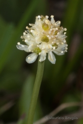 Immagine 3 di 3 - Tofieldia pusilla (Michx.) Pers.