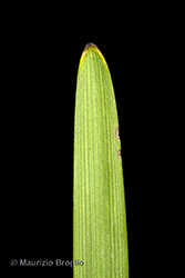 Immagine 6 di 11 - Sparganium erectum L. s.l.