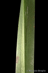 Immagine 7 di 11 - Sparganium erectum L. s.l.