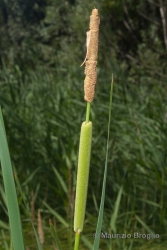 Immagine 2 di 2 - Typha angustifolia L.