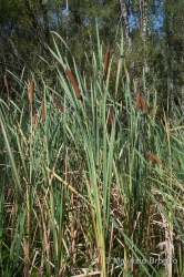 Immagine 2 di 4 - Typha latifolia L.