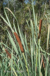 Immagine 3 di 4 - Typha latifolia L.