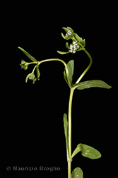 Immagine 1 di 8 - Valerianella locusta (L.) Laterr.