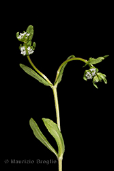 Immagine 2 di 8 - Valerianella locusta (L.) Laterr.